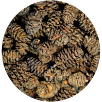 Hobby Pack Of 50 Alder Cones Natural And Aesthetically Pleasing Enhancing The Overall Look