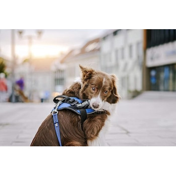 Julius-K9, Original Interchangeable Patches, Black Label 2 Fast 4 U, 1 Pair, Small