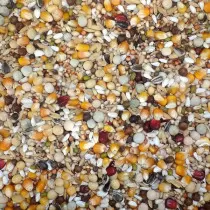 Farma Breeding Pigeon Diet...