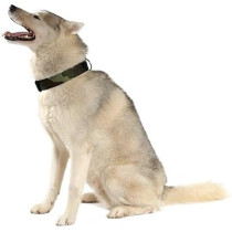 Bobby Camouflage Nylon Dog Collar Trendy And Unique, Medium, Khaki