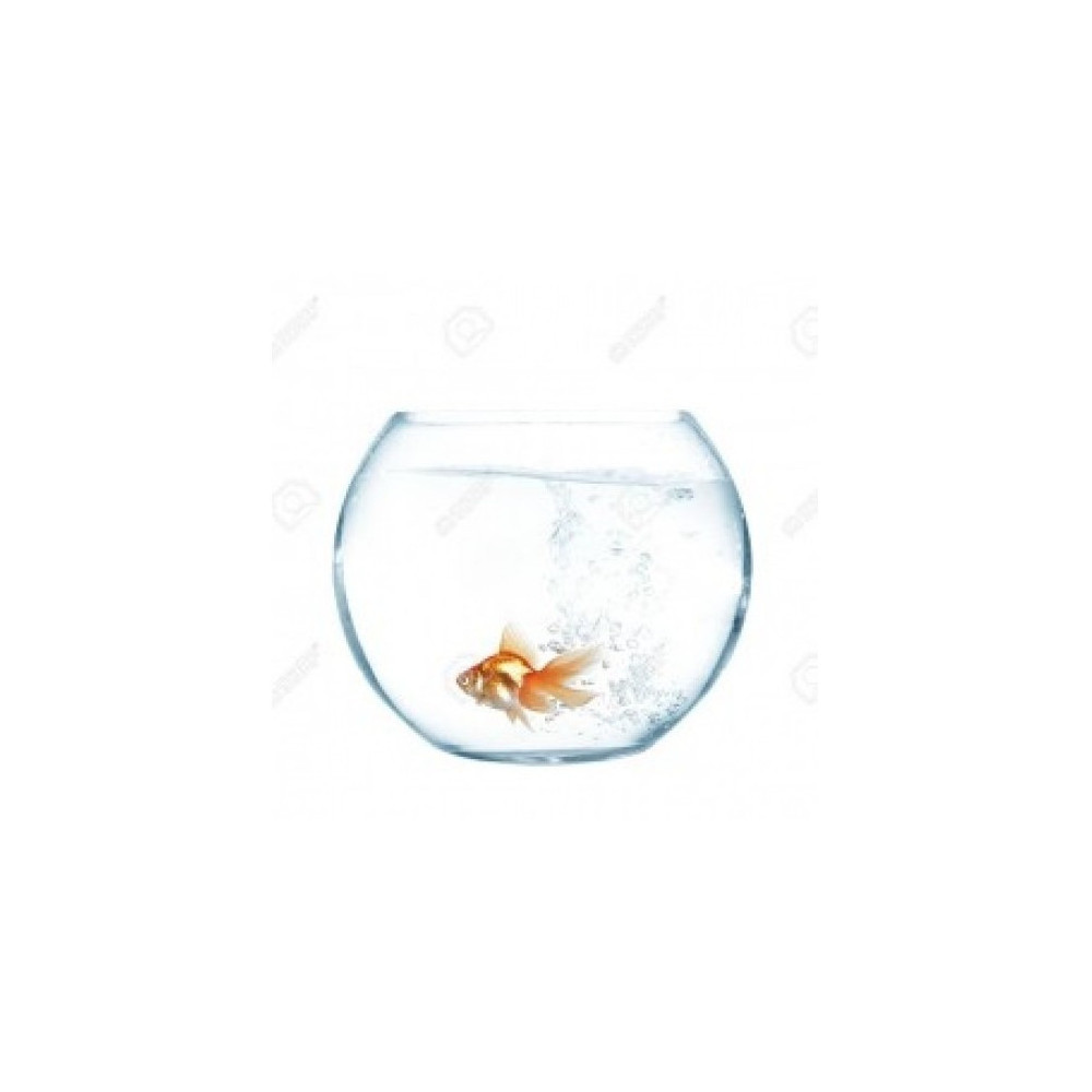 Camry Glass Fish Bowl, 8 Inch Size