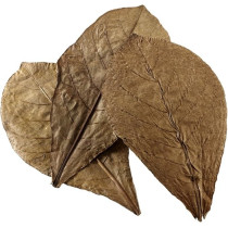 Hobby Aquarium, Catappa Leaves, Xl, 12 Pieces