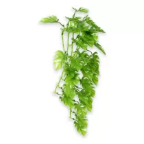 Hobby Terrarium Decoration,...
