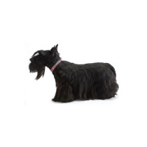 Bobby Crystal Princess Collar For Dogs, Pink, 30 cm