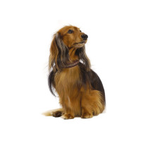 Bobby Crystal Princess Collar For Dogs, Plum, 35 cm