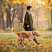 Doco Double D Ring Nylon Material Dog Collar , Black, Large