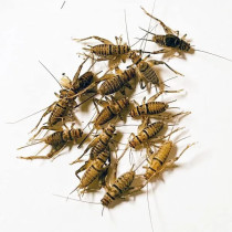 Sv Feeder Crickets Food For Small Animals, Medium/Large, 60 Pcs