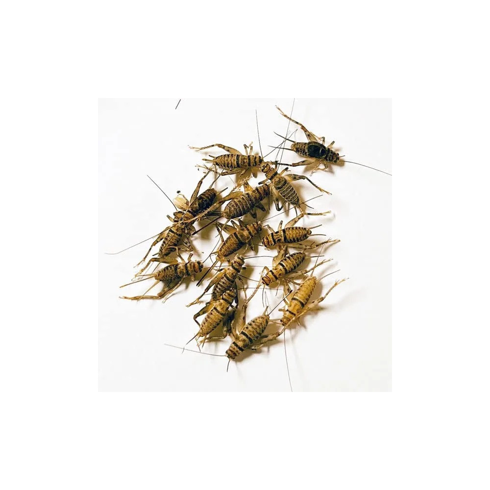 Sv Feeder Crickets Food For Small Animals, Medium/Large, 60 Pcs