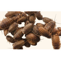 Sv Feeder Live Feeder Dubia Roaches, Extra Large, 10 Pcs