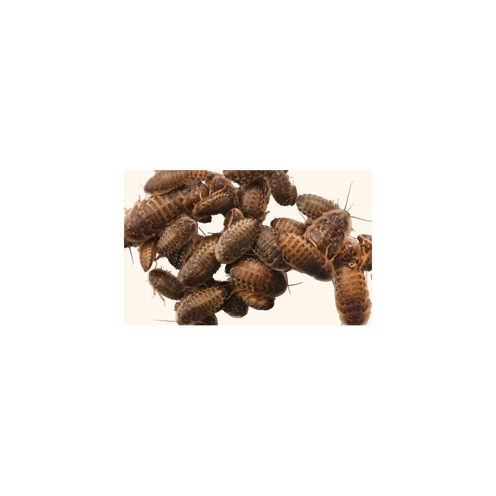 Sv Feeder Live Feeder Dubia Roaches, Extra Large, 10 Pcs