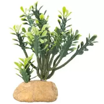 Hobby Euphorbia For...