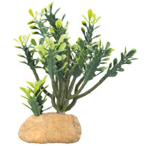 Hobby Euphorbia For Terrarium Decor, 15 x 7 x 17 Cm