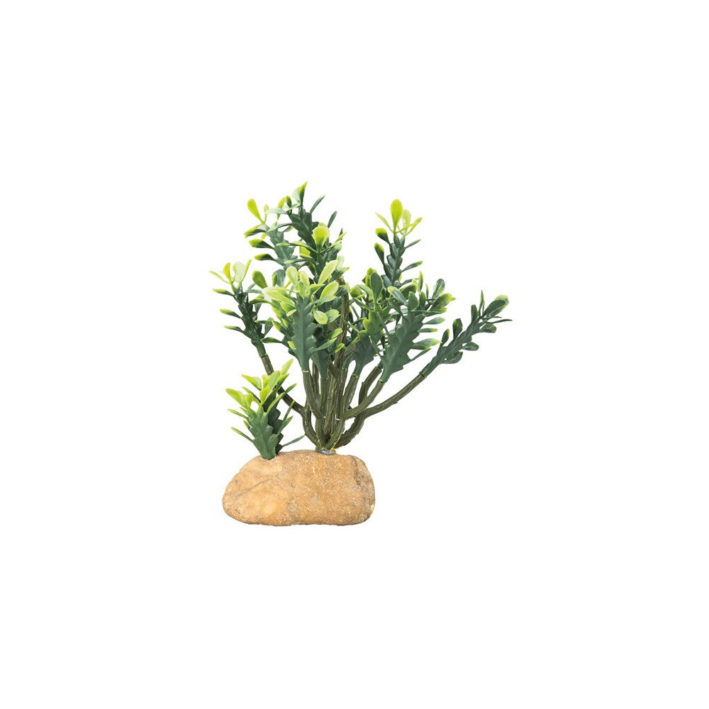 Hobby Euphorbia For Terrarium Decor, 15 x 7 x 17 Cm