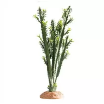 Hobby Euphorbia For...