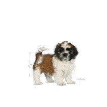 Royal Canin Breed Health Nutrition Shih Tzu Puppy Dog Food 1.5 KG