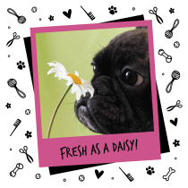 Bugalugs Baby Fresh Cologne For Dog, 200ml