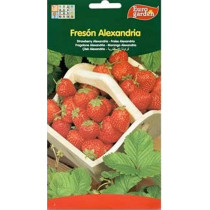 Euro Garden Premium Quality Strawberry Alexandria Seeds
