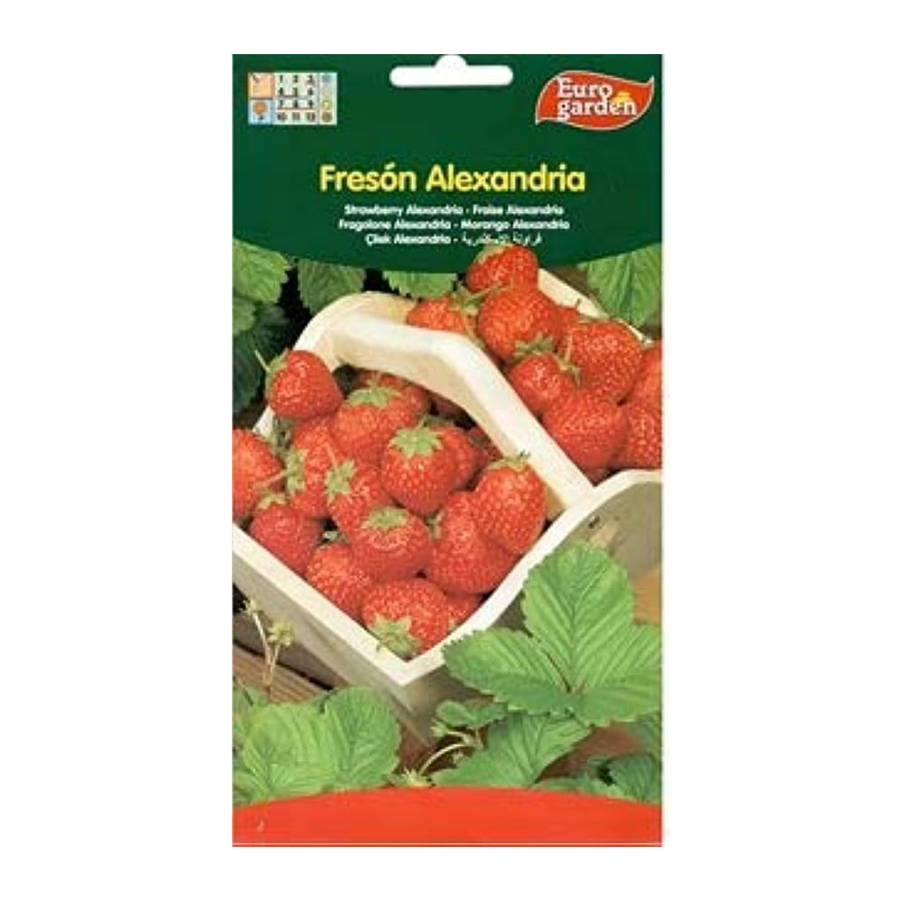 Euro Garden Premium Quality Strawberry Alexandria Seeds