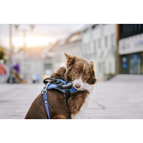 Julius-K9 Gentleman Patch For Dogs, Large