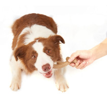 FOFOS Woodplay Antler Dog Toy, Brown