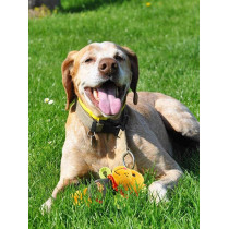 Gigwi Plush Friendz Dog Toy, Lion