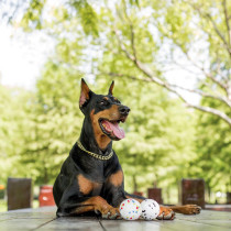 M-Pets Bloom Ball II Dog Toy, White