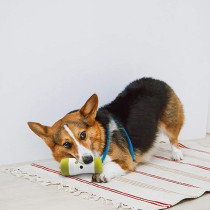All For Paws Interactives Dog Treat Frenzy Roll Dispenser, Green/White