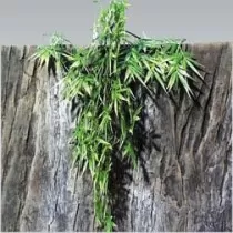 Jbl Terraplanta Madagascan...