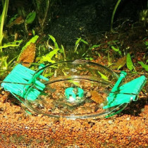 JBL Limcollect Aquarium Snail Trap