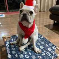 Brain Giggles Dog Santa Hat With Scarf Kids Christmas Cap Doggy Christmas Costume Pet Warm Headgear And Neck Accessories For Small Dogs Cats Pets (PET HAT And SCARF)