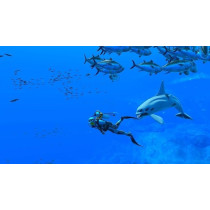 Endless Ocean Luminous [Nintendo Switch] UAE Version