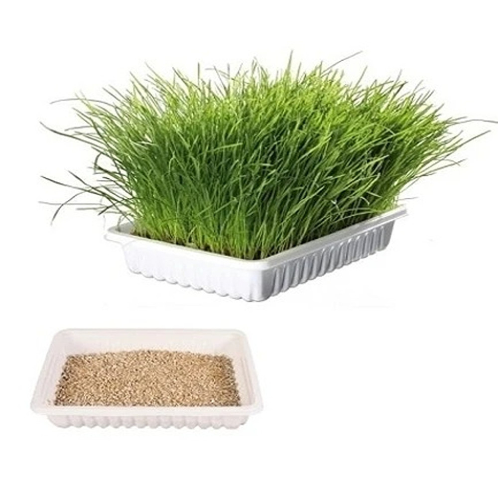 Trixie 100g Cat Grass in Tray For Cats