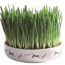 Trixie 50g Cat Grass in Ceramic Bowl For Cats