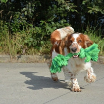 Ebi 20Cm Bite Me 'Do You Even Floss Dawg' Playing Rope, Green