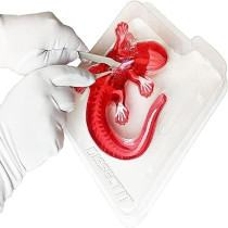 Dissect It Synthetic Dissection Kit Salamander, 38071