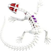 Dissect It Synthetic Dissection Kit Salamander, 38071